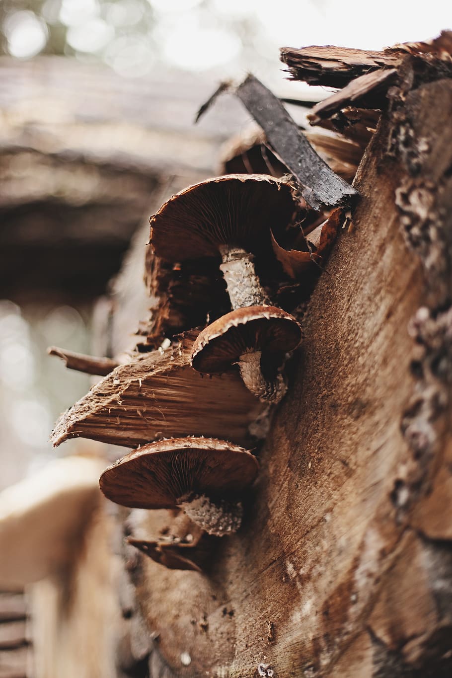 brown mushroom on tree, quantum leaps lodge and retreats, canada HD wallpaper