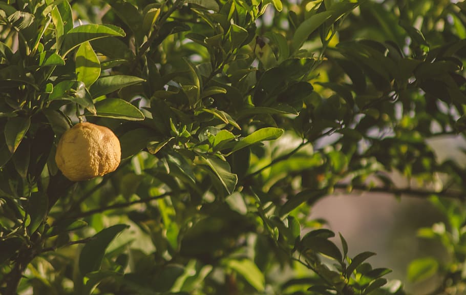lemon, tree, lemon tree, citrus, grove, green, leaves, fruit HD wallpaper