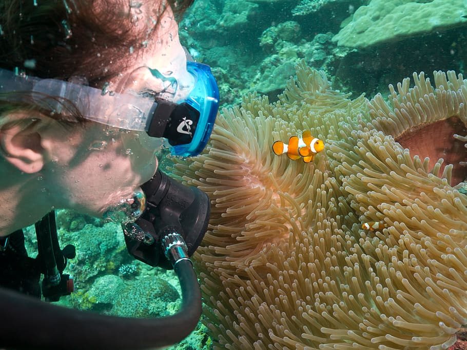 scuba, diving, diver, nemo, clown fish, anemone, encounter HD wallpaper
