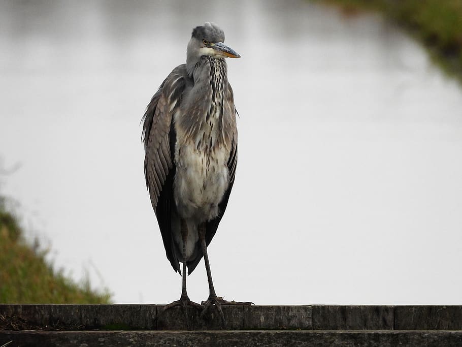blue heron, herons, roeipotigen, bird, animals in the wild HD wallpaper