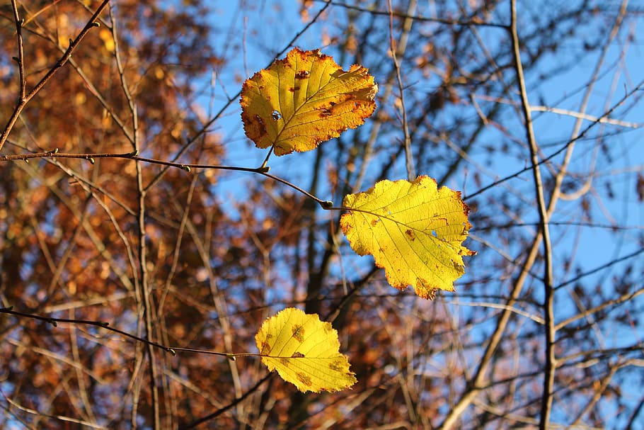 autumn, leaf, yellow, hazelnut, branch, plant, flora, close up HD wallpaper