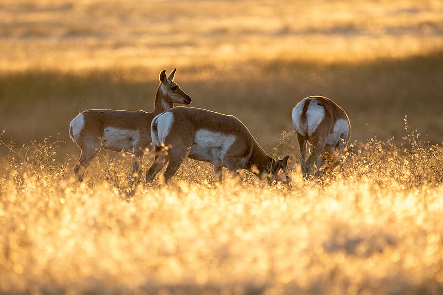 Three Brown-and-white Deer Grazing on Field, animals, blurred background HD wallpaper