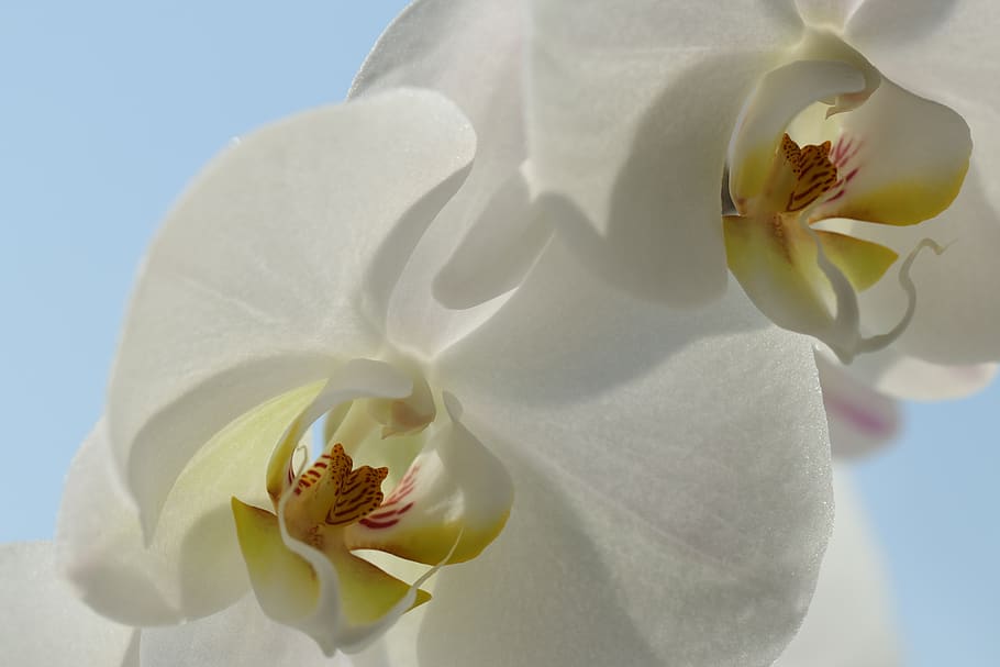 orchid, white, yellow, macro, tropical, flowers, nature, flora HD wallpaper
