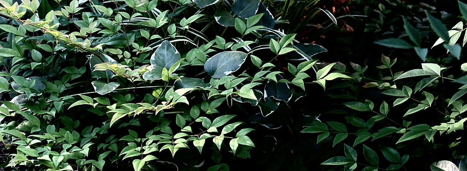greenery, leaves, shade, plant part, leaf, growth, green color HD wallpaper