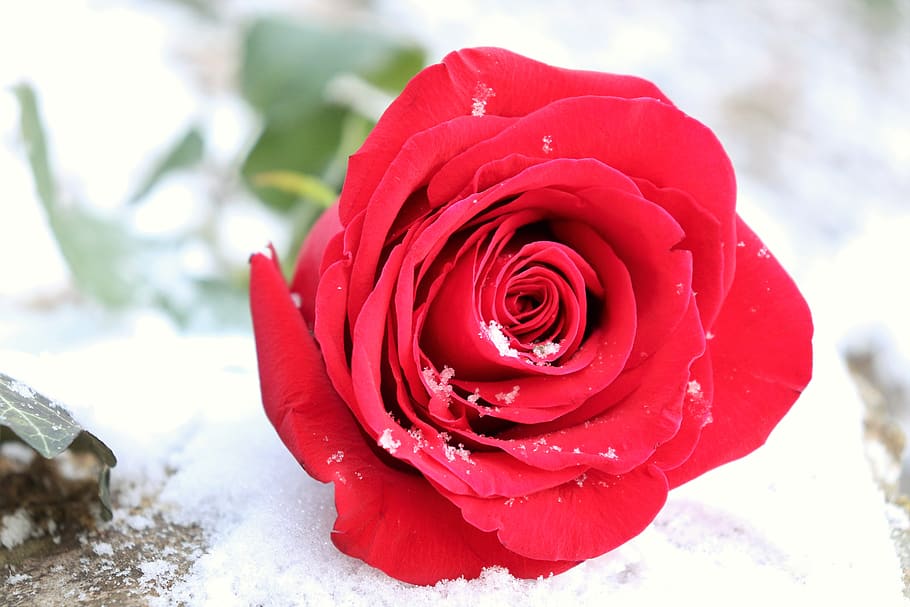 red rose on stone, love symbol, snow, winter, snowflakes, frozen, HD wallpaper