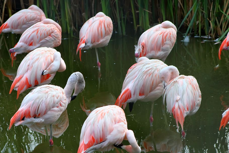 flaming, bird, pink, beautiful, group of animals, animal themes HD wallpaper