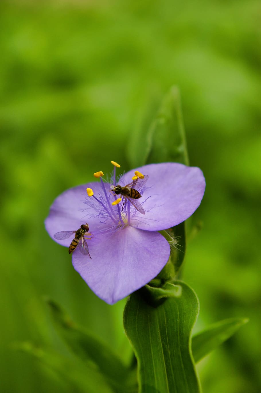 hoverfly, hoverflies, insect, wings, nature, flowers, blossom HD wallpaper