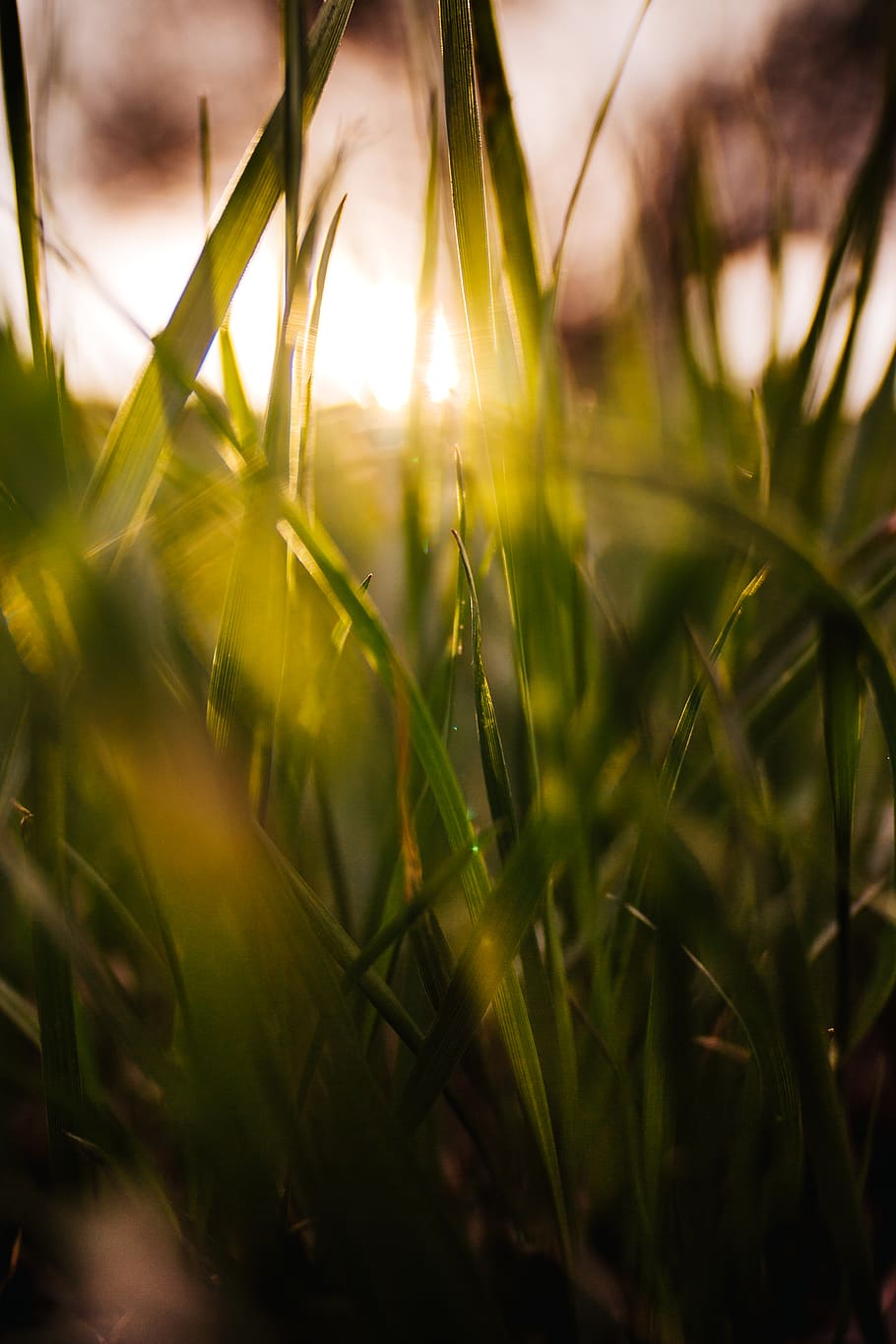 green grass closeup photography, plant, selective focus, growth HD wallpaper
