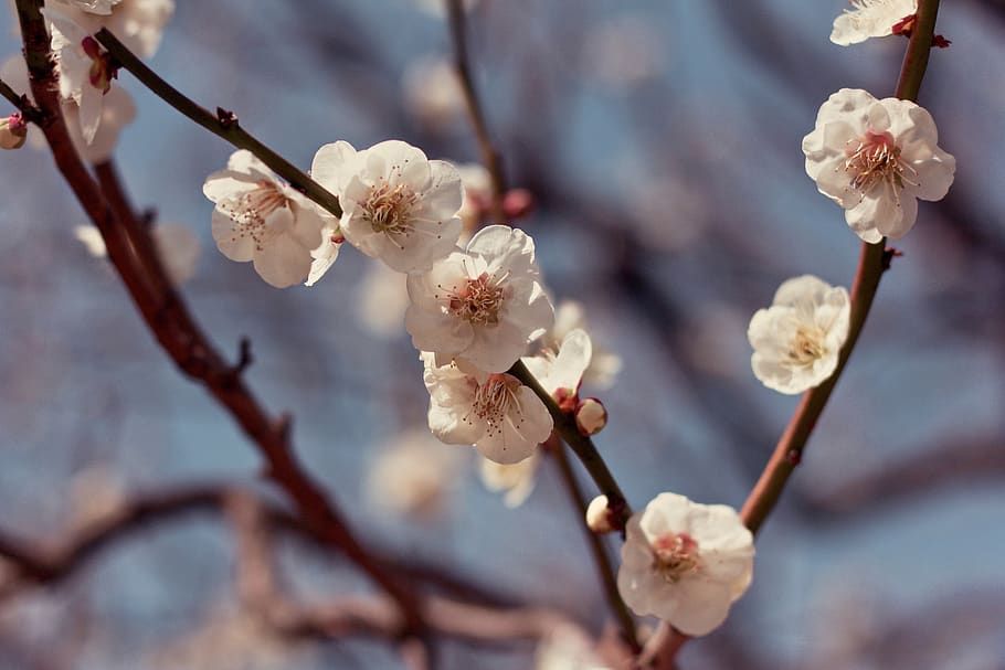 white flowering tree, plant, flowering plant, fragility, blossom HD wallpaper