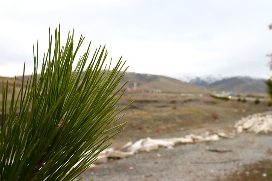 pine, tree, leaves, pine leaves, plant, growth, nature, sky HD wallpaper