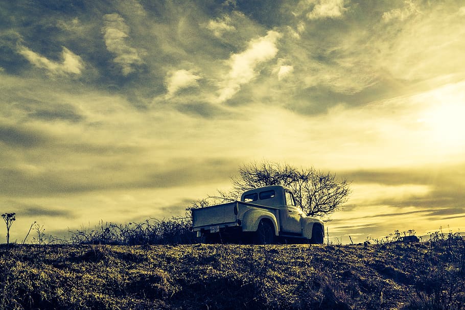 nature, morning, tree, cloud - sky, plant, field, land, landscape HD wallpaper