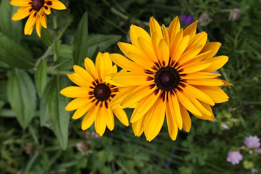 canada, uxbridge, flowering plant, yellow, fragility, vulnerability HD wallpaper