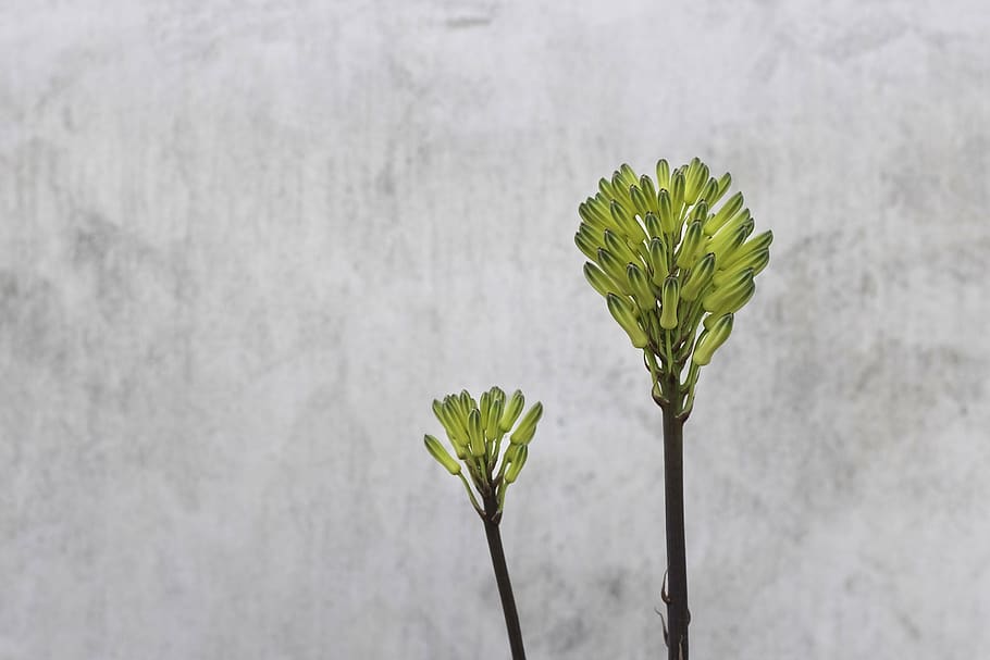 flowers, plant, beauty in nature, growth, fragility, vulnerability HD wallpaper