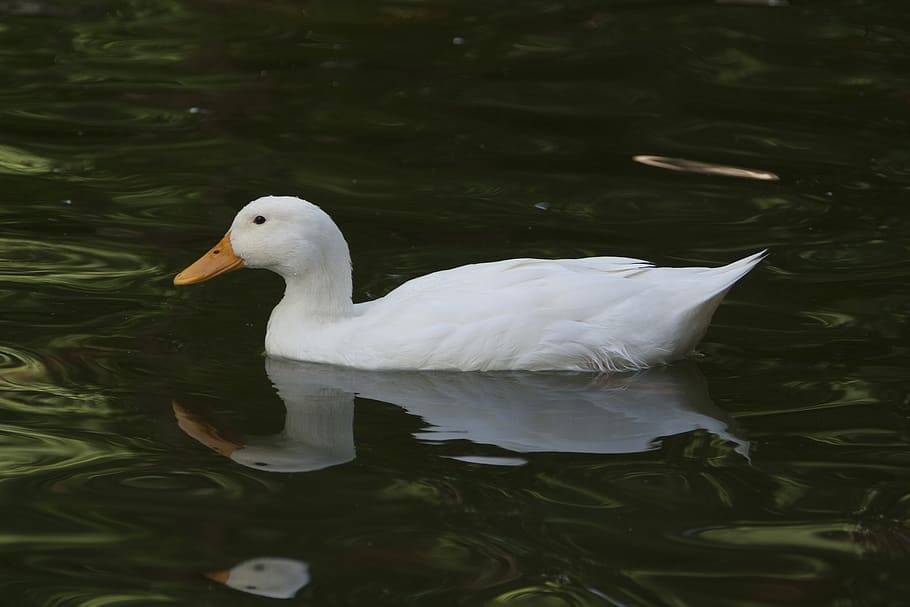 duck, ave, white, plumage, fauna, nature, animal themes, animals in the wild HD wallpaper