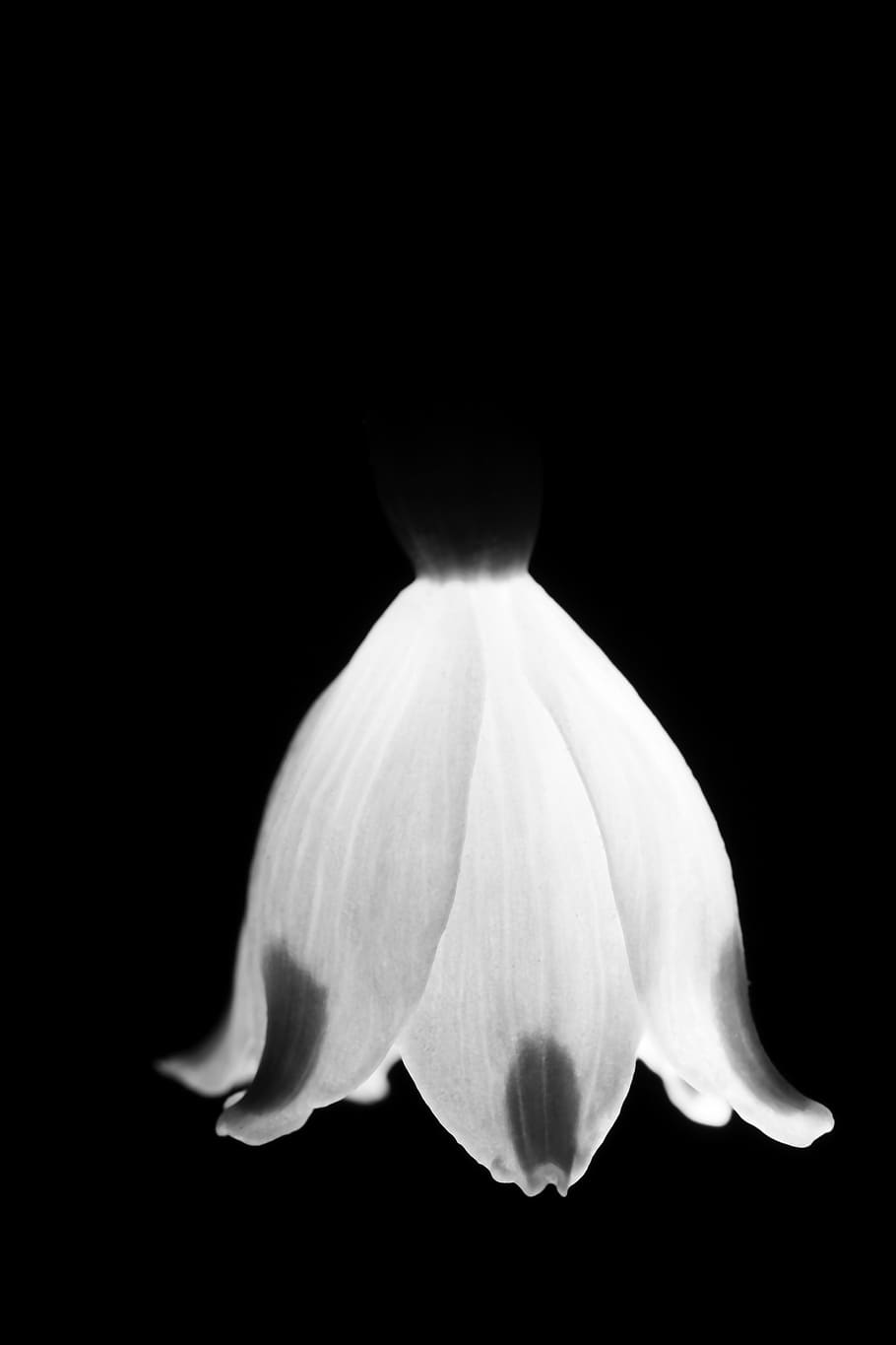 flower, black background, studio shot, flowering plant, petal HD wallpaper