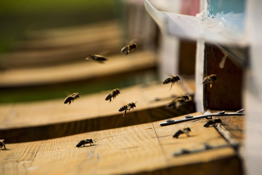 bee, bees, burghausen, castle, honey, sweet, insect, invertebrate HD wallpaper
