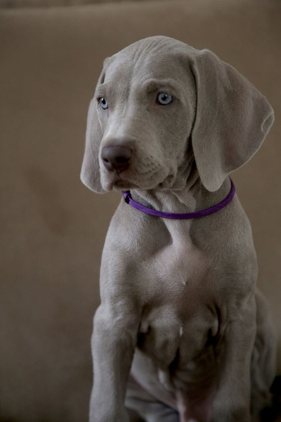 brown coated puppy, canine, mammal, dog, animal, pet, hound, strap HD wallpaper