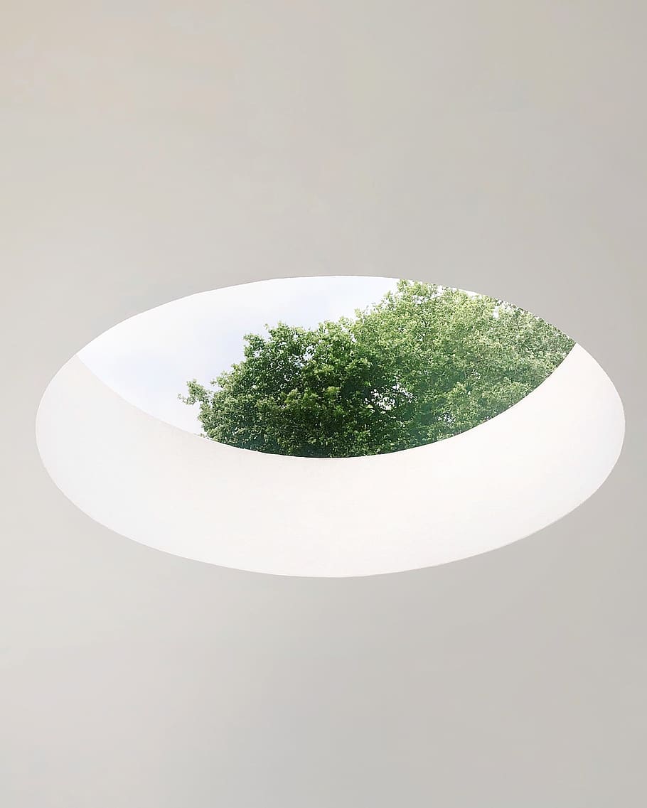 Green Plant, close-up, concrete structure, daylight, tree, white HD wallpaper