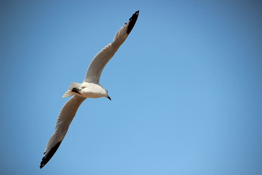 seagull, bird, fly, wing, sky, nature, air, flying, animal themes HD wallpaper