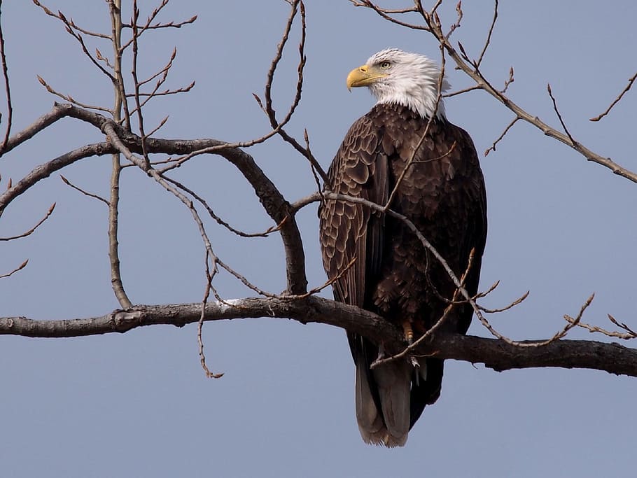 eagle, bald, bird, animal, nature, animals in the wild, branch HD wallpaper
