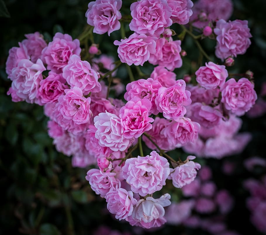 rose, blossom, bloom, pink, flower, nature, rose bloom, plant HD wallpaper