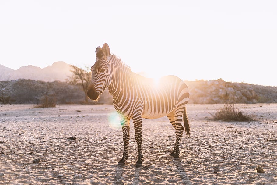 zebra, backlighting, mammal, nature, pasture, animal, horse HD wallpaper
