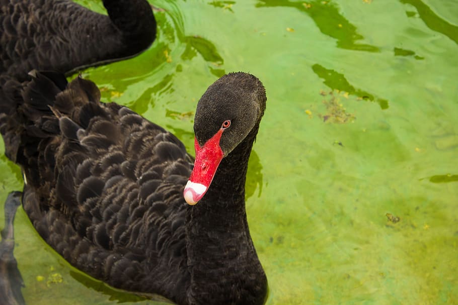 swan, water, lake, bird, nature, animal, black, swim, outdoors HD wallpaper
