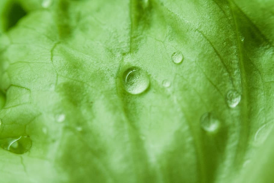 Green Leaf With Water Dew Focus Photography, chlorophyll, dewdrops HD wallpaper