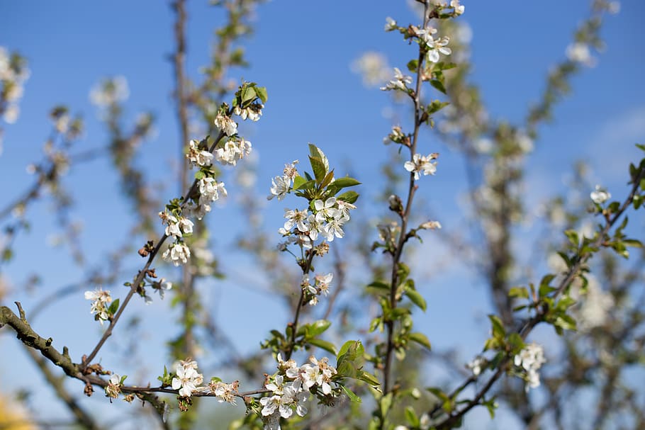 spring, tree, nature, flowers, pink, plant, white, flowering plant HD wallpaper