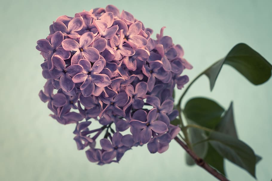 lilac, macro, fresh, flower, nature, fragrance, garden, blooming HD wallpaper