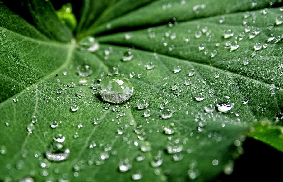 rain, fresh, nature, leaf, forest, green, close-up, water, drop HD wallpaper
