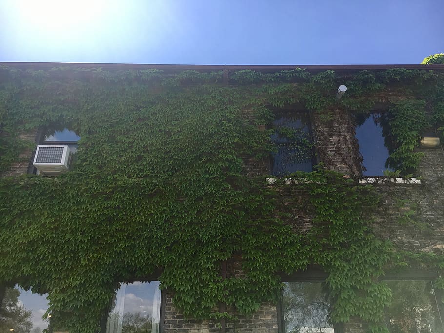 sky, ivy, brick, building, window, rustic, landscape, urban HD wallpaper