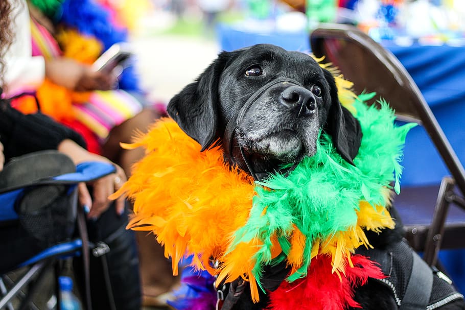 Black Dog Wearing Fur Decor, animal, carnival, celebration, colorful, HD wallpaper