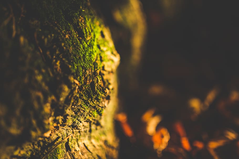 root, tree, green, moss, nature, dark, blur, plant, growth HD wallpaper