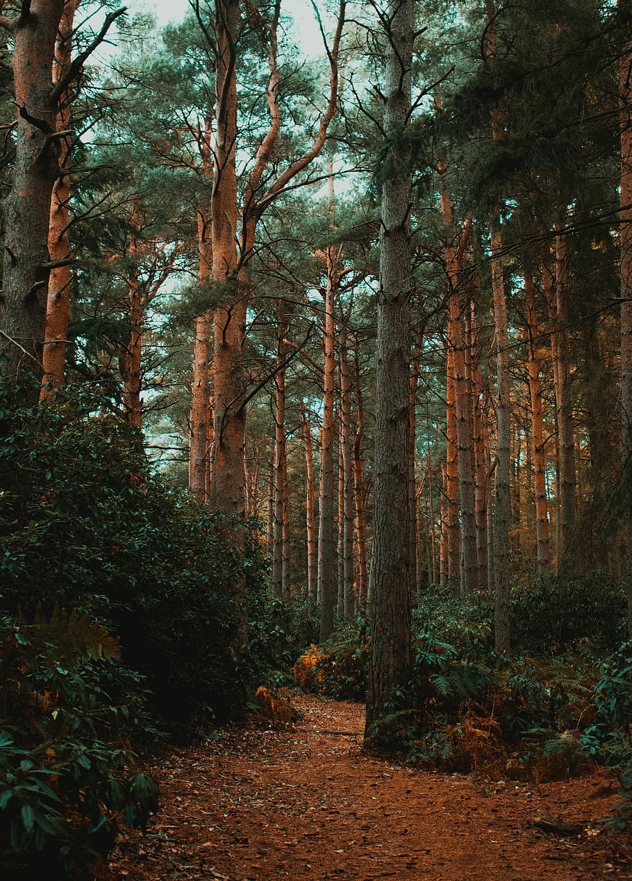 brown tall tree during day time, forest, plant, land, tranquility HD wallpaper