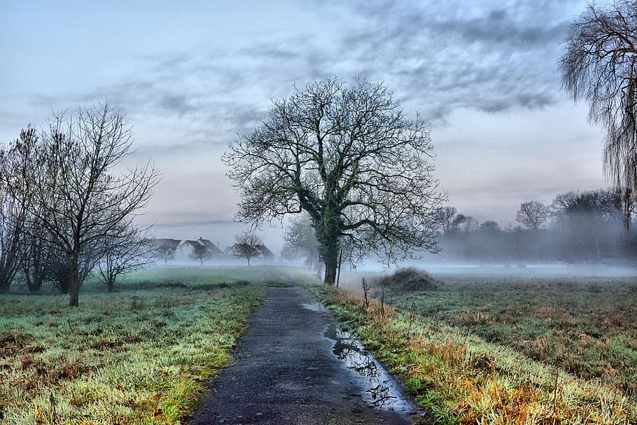 nature, tree, landscape, grass, fog, panorama, rural, sky, weather HD wallpaper