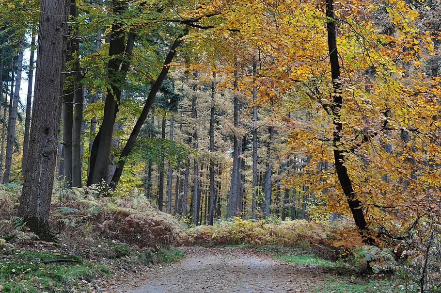 orange, leaves, autumn, fall, dutch, netherlands, forest, color HD wallpaper
