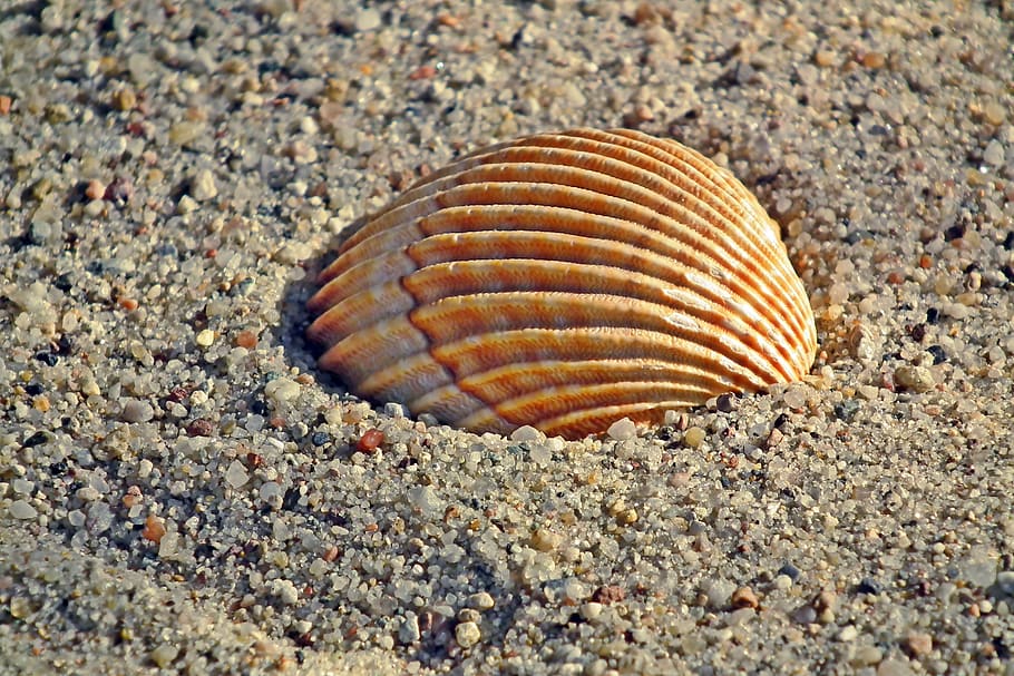 seashell, shellfish, nature, the coast, sand, beach, holiday HD wallpaper