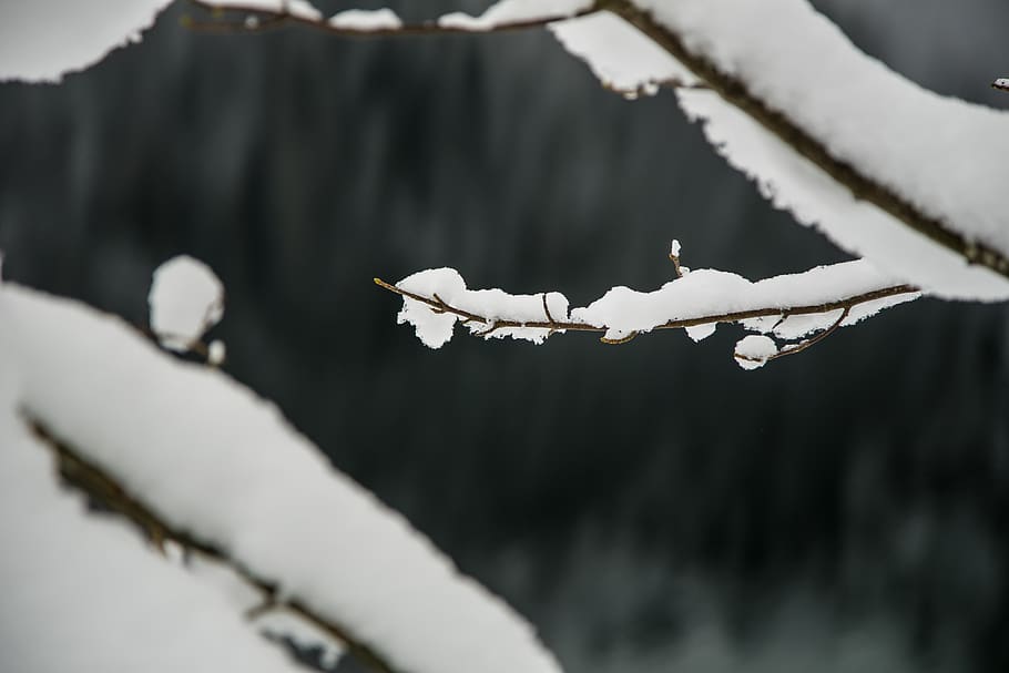 branch, tree, snow, frozen, minimal, bokeh, bird, focus on foreground HD wallpaper