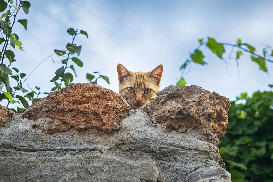 cat, curious, pet, animals, kitten, attention, feline, domestic HD wallpaper