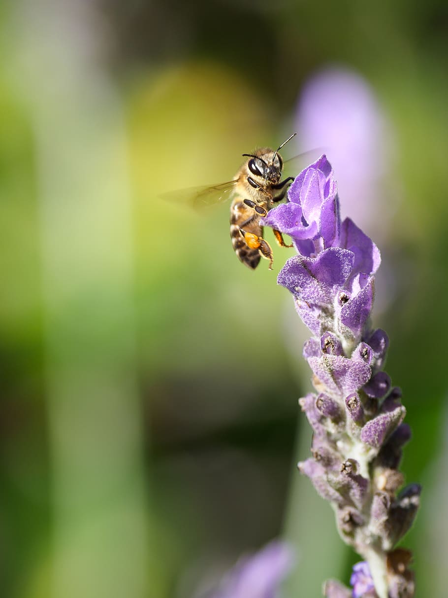 Yellow And Black Honey Bee On Flower, blossom, bumblebee, close-up HD wallpaper
