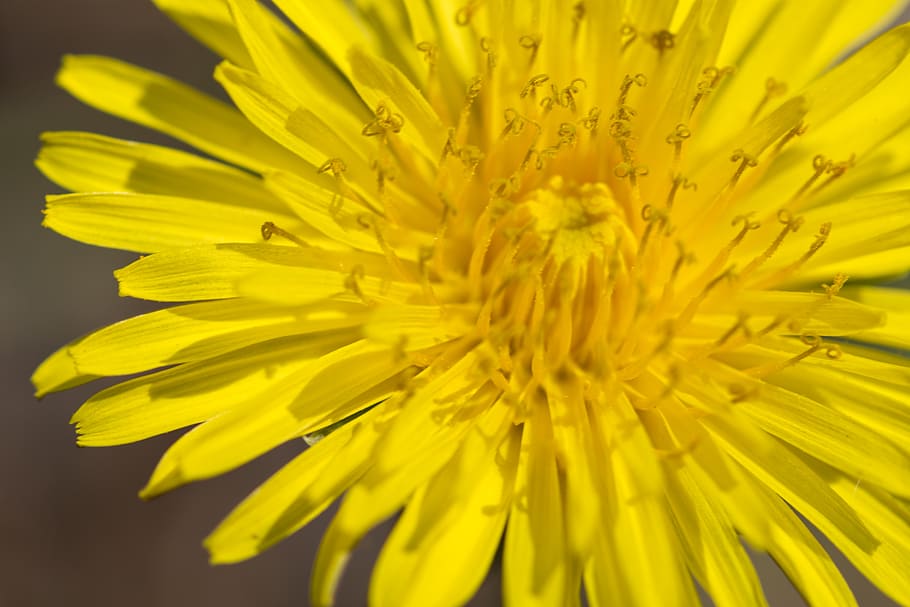 dandelion, blossom, bloom, insect, yellow, green, nature, plant HD wallpaper