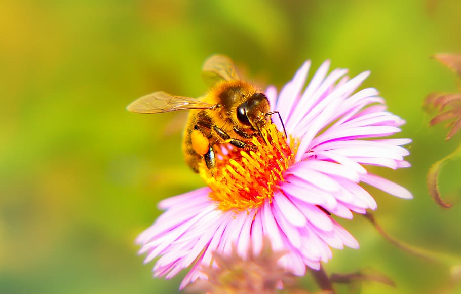 bee on flower, insect, animal, invertebrate, pollen, plant, flora HD wallpaper