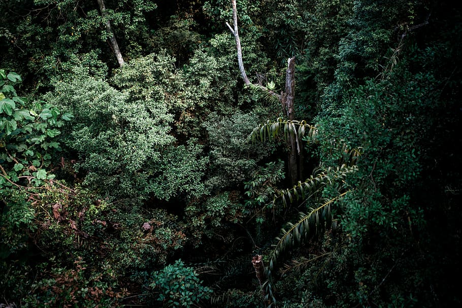 green-leafed trees during day time, vegetation, plant, rainforest HD wallpaper