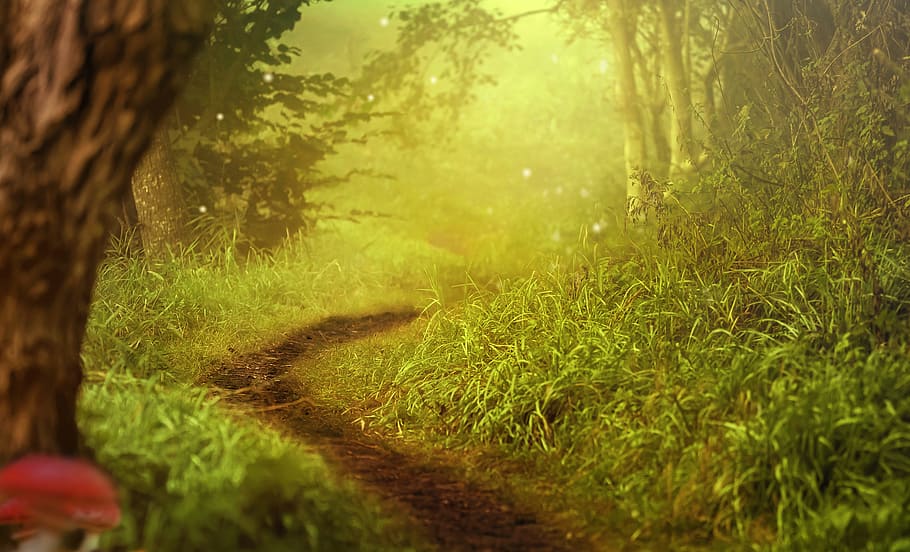 background image, forest, trees, path, forest path, mushrooms HD wallpaper