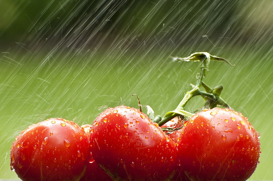 tomato, vegetable, food, fresh, rain, ripe, healthy eating HD wallpaper