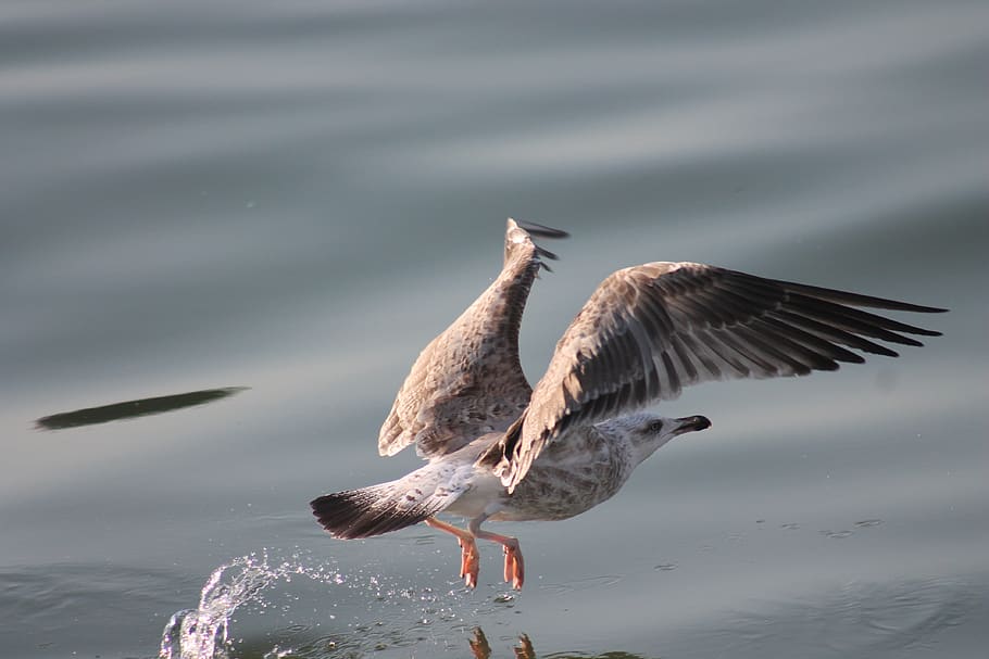 Selective Focus Photography of Gray Seagull Flying Above the Calm Body of Water HD wallpaper