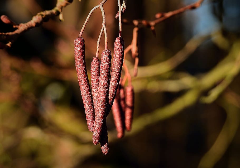 cones, nature, forest, winter, plant, growth, close-up, no people HD wallpaper