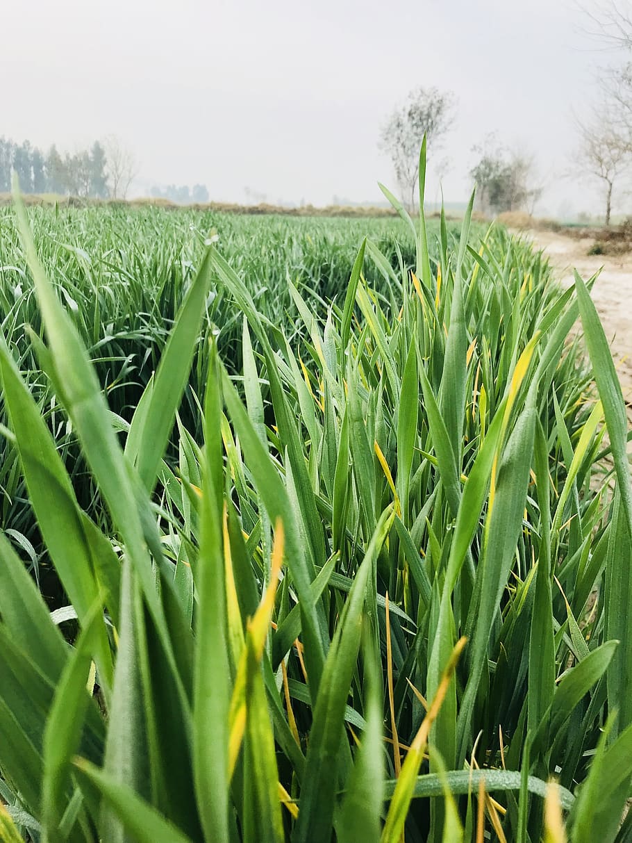 growth, plant, green color, land, field, landscape, sky, beauty in nature HD wallpaper