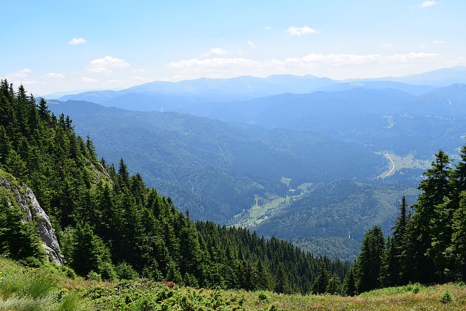 romania, postăvarul massif, trees, poiana brasov, mountain, HD wallpaper